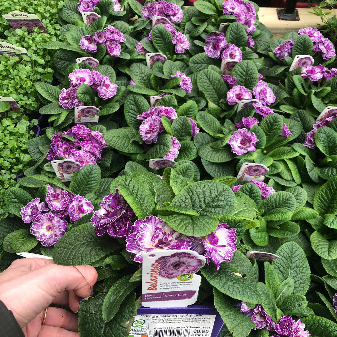 Primula belarina Lively Lilac