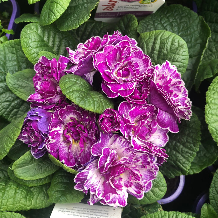 Primula belarina Lively Lilac