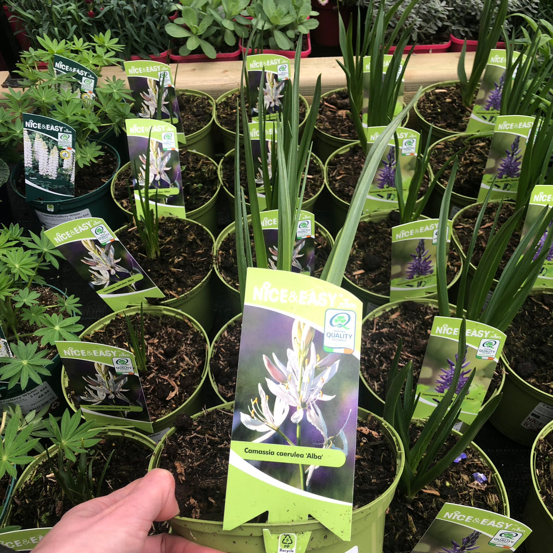 Camassia caerulea Alba