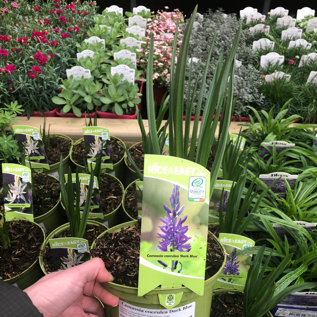 Camassia coerulea Dark Blue