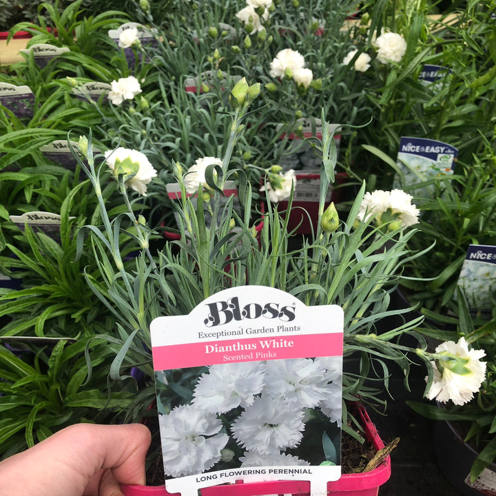 Dianthus Colores White
