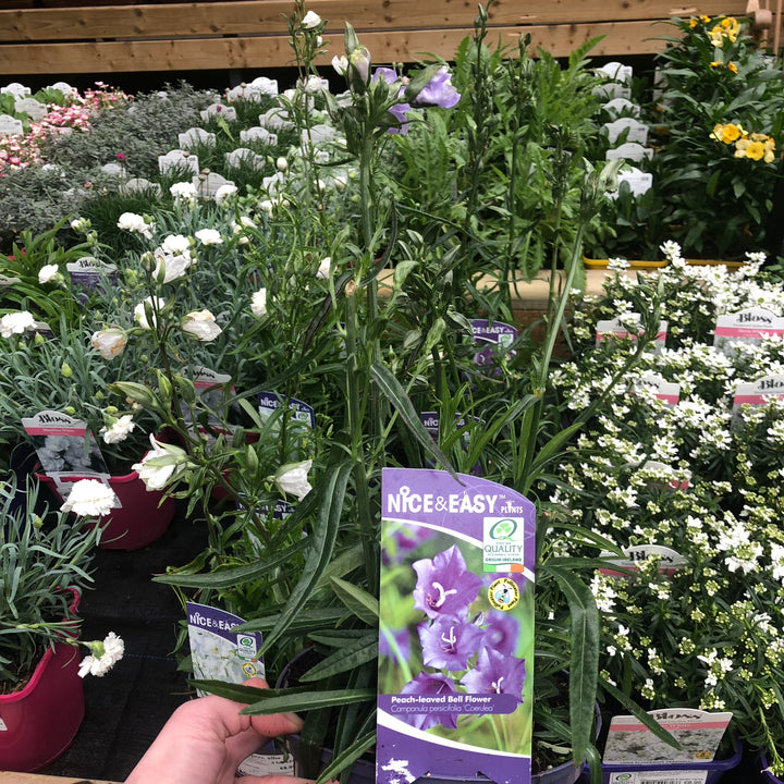 Campanula pers. caerulea