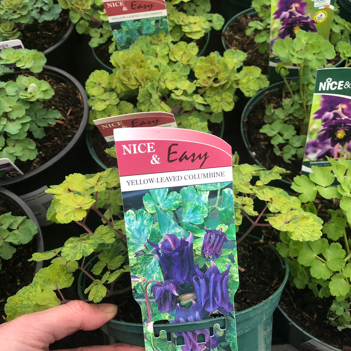 Aquilegia vulgaris Woodside