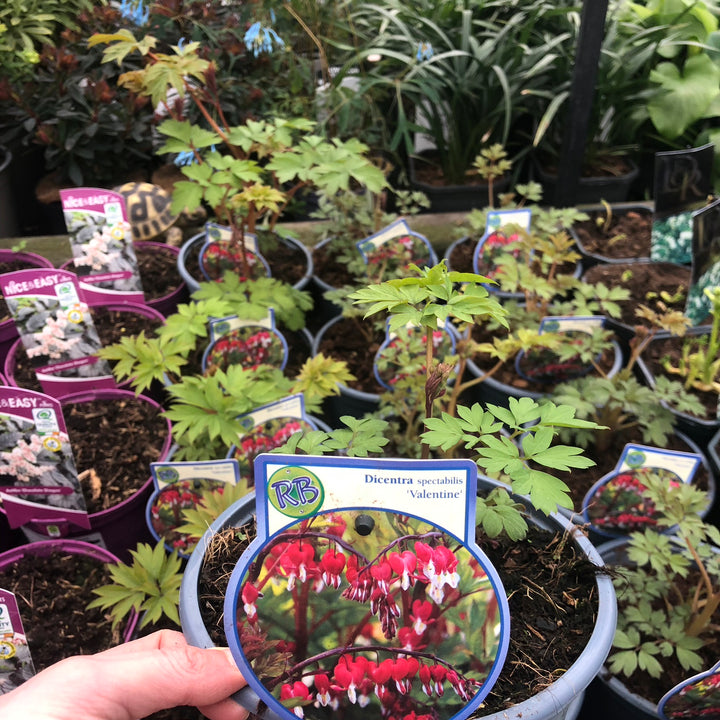 Dicentra spec. Valentine