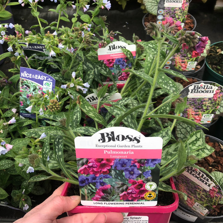 Pulmonaria Raspberry Splash
