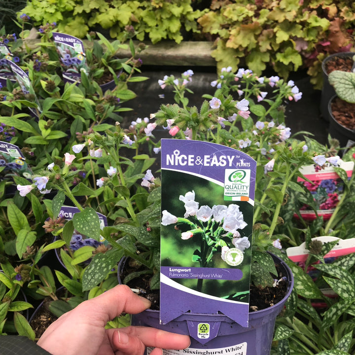 Pulmonaria Sissinghurst White