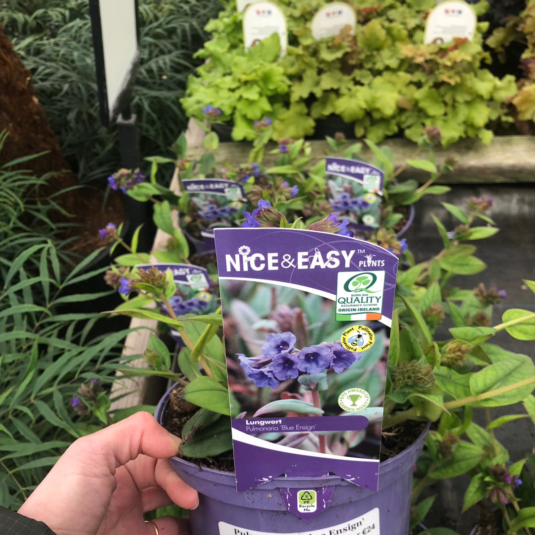Pulmonaria Blue Ensign