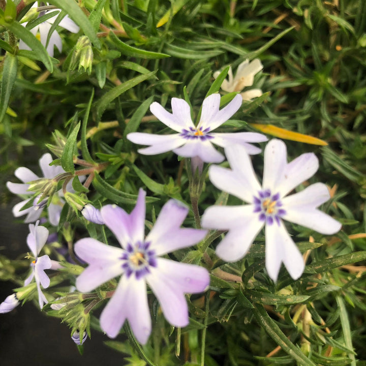 Phlox subulata Fabulous Blue