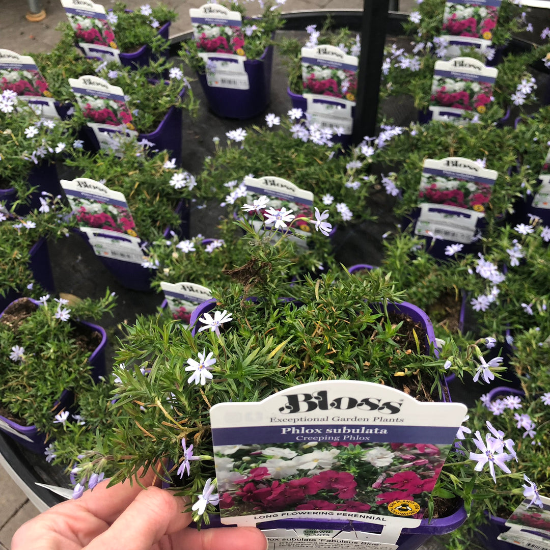 Phlox subulata Fabulous Blue