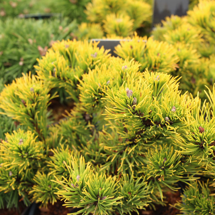 Pinus mugo Carstens Wintergold 20-25 CM