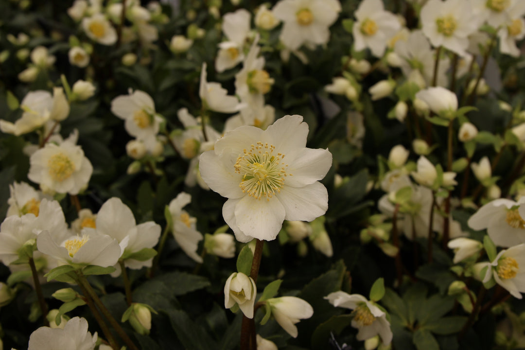 Helleborus niger Happy Day  1.5 Ltr pot
