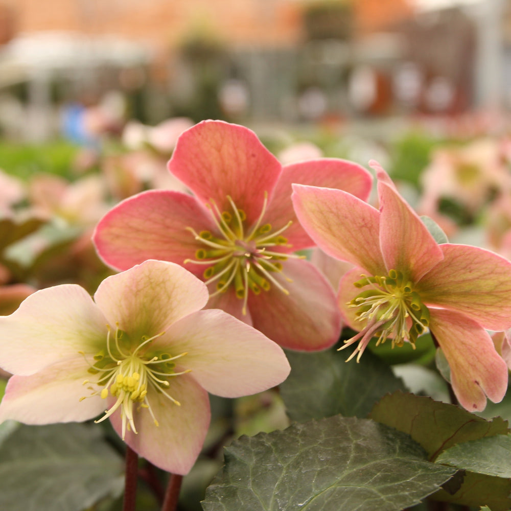 Christmas Roses Helleborus Winter Moonbeam (2Ltr Pot) - Herbaceous - Windyridge Garden Centre