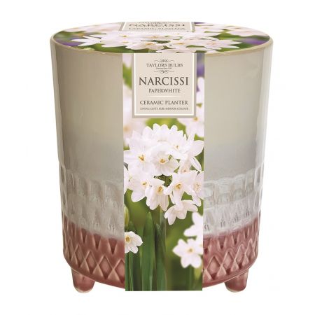 INDOOR PAPERWHITE PLANTER