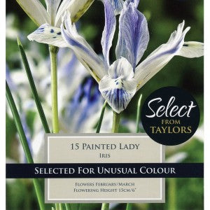 IRIS PAINTED LADY