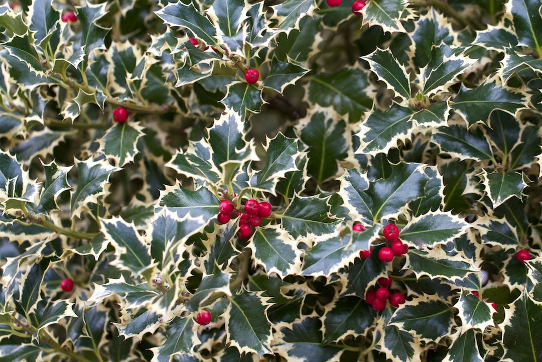 Ilex Aq. Argentea Marginata - Trees - Windyridge Garden Centre