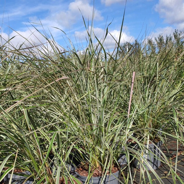 CALAMAGROSTIS a. Overdam