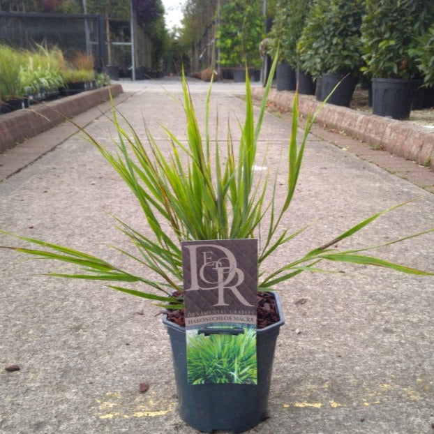 Hakonechloa Macra - Herbaceous - Windyridge Garden Centre