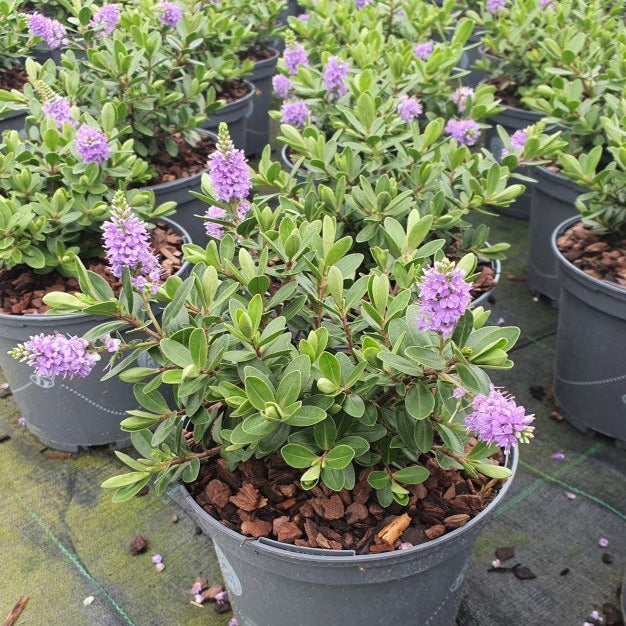 HEBE x hyb. All Blooms Siara