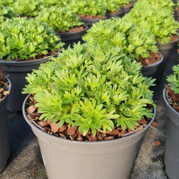 Saxifraga Marto White - Bedding - Windyridge Garden Centre