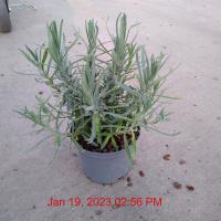 LAVANDULA an. Munstead