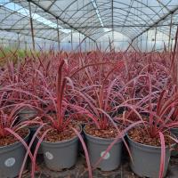 CORDYLINE Salsa