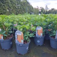 LUPINUS Gladiator