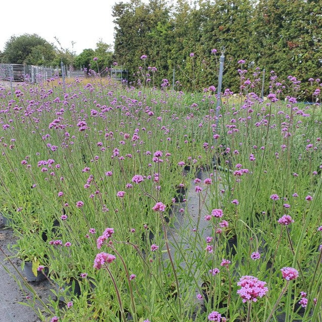Verbena Bonariensis -  - Windyridge Garden Centre
