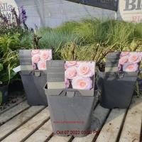ROSA H Congratulations Hybrid Tea