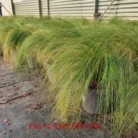 STIPA tenuissima Pony Tails