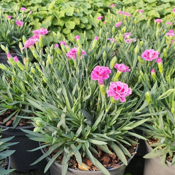 Dianthus Pink Kisses  P13 - Bedding - Windyridge Garden Centre