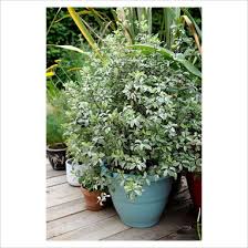 Pittosporum Irene Patterson - Shrubs - Windyridge Garden Centre