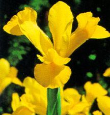 20 IRIS GOLDEN BEAUTY