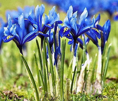 Iris Mix - Bedding - Windyridge Garden Centre