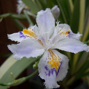 Iris Tect. Cruella - Herbaceous - Windyridge Garden Centre