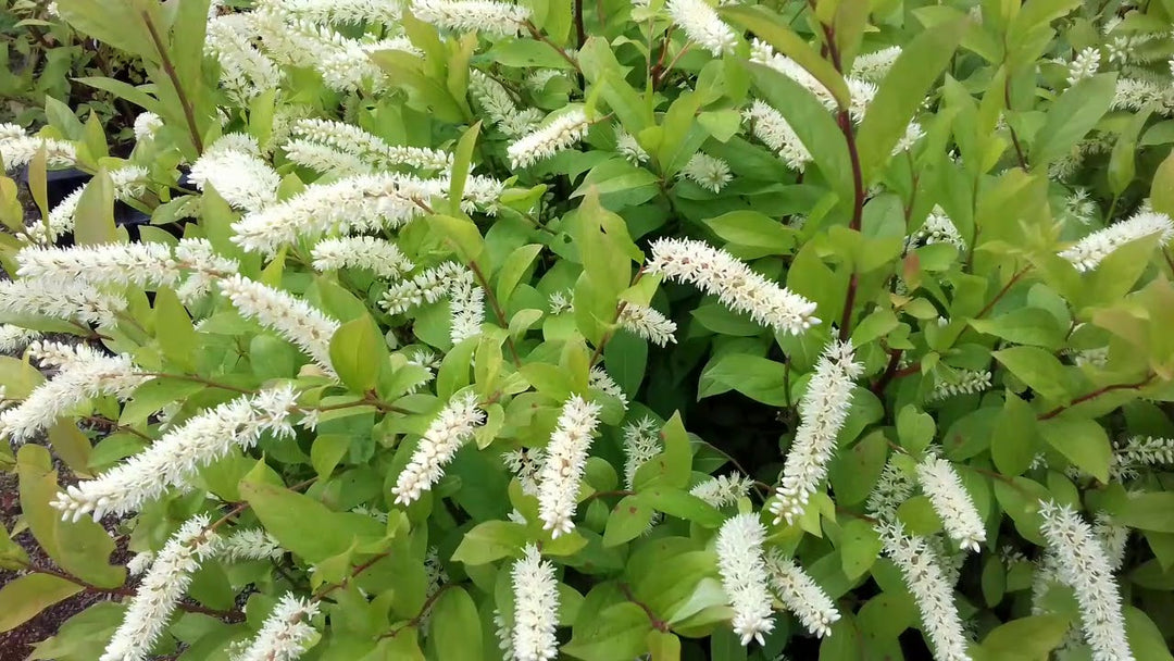 Itea Virginica Henrys Garnet - Shrubs - Windyridge Garden Centre