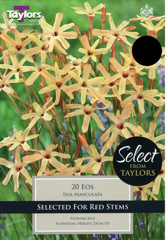 Ixia Paniculata Eos - Bulbs - Windyridge Garden Centre