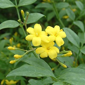 Jasminum Revolutum - Climbers - Windyridge Garden Centre