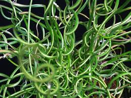 Juncus Effusus Spiralis - Herbaceous - Windyridge Garden Centre