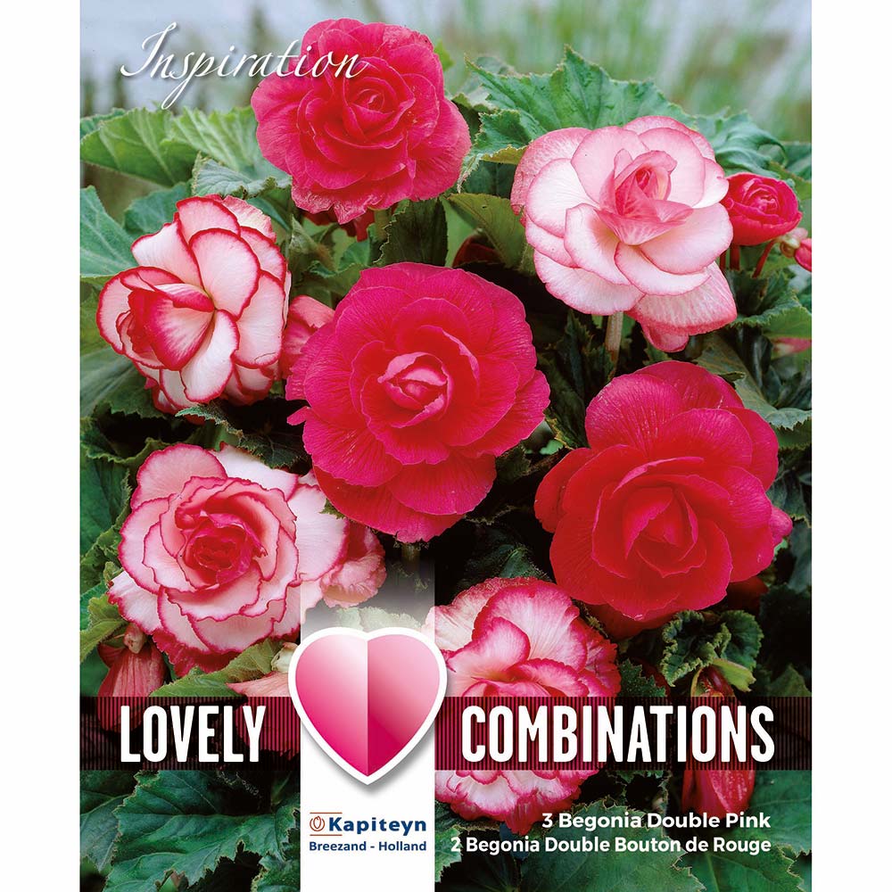 COMBI BEGONIA PINK & WHITE 5