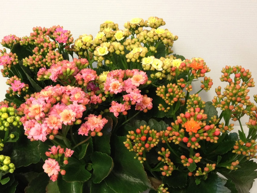 is calandiva an indoor plant Buy Kalanchoe Calandiva Online