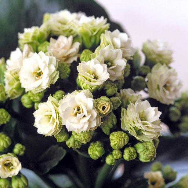Kalanchoe  Calandiva  white