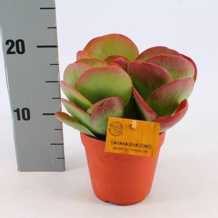 Kalanchoe thyrsiflora  P12