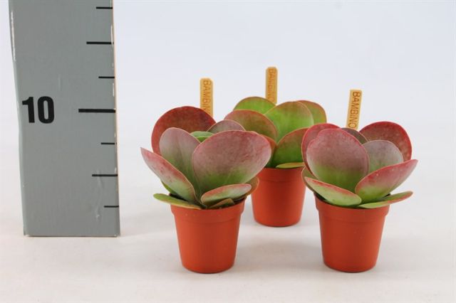 Kalanchoe thyrsiflora  6 cm pot