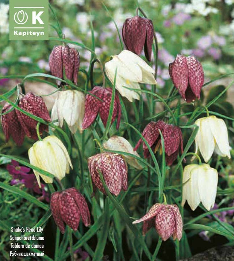 FRITILLARIA MIXED COLOURS X 12