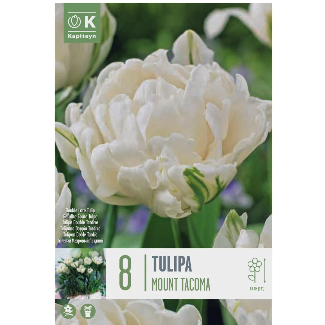 TULIPA MOUNT TACOMA 8 Bulbs