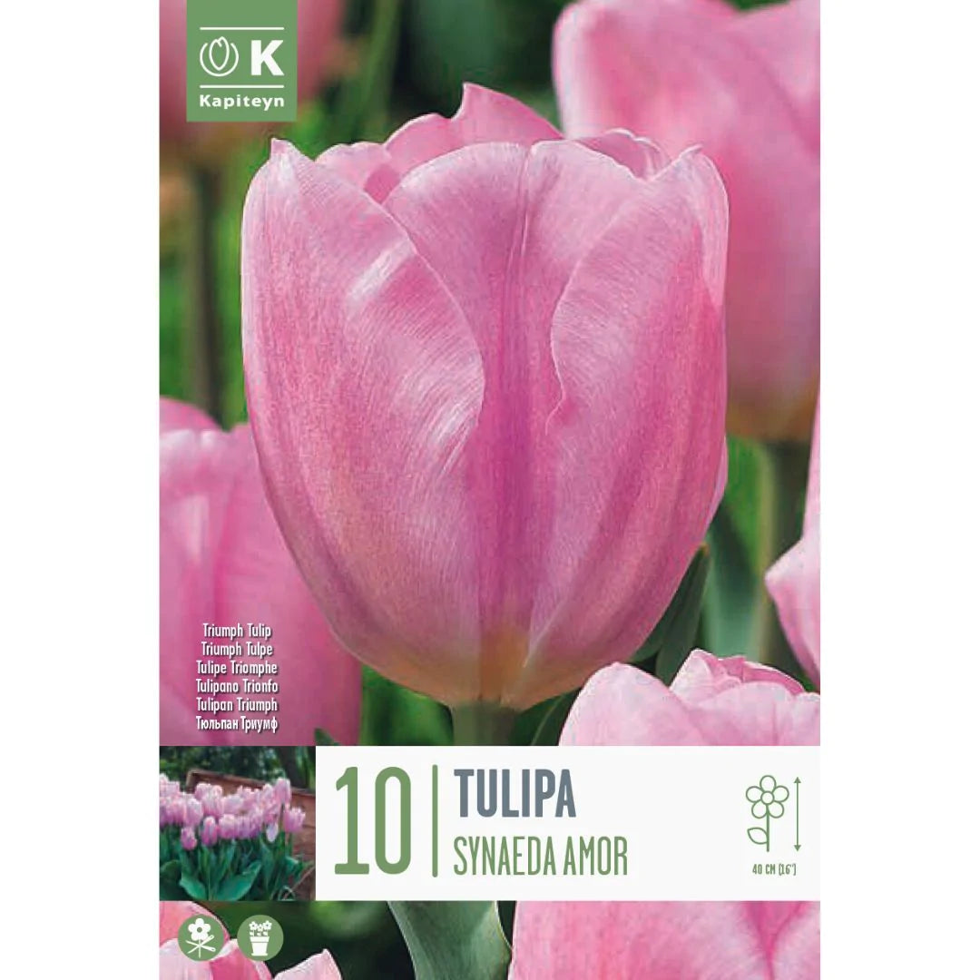 TULIPA SYNAEDA AMOR 10 Bulbs