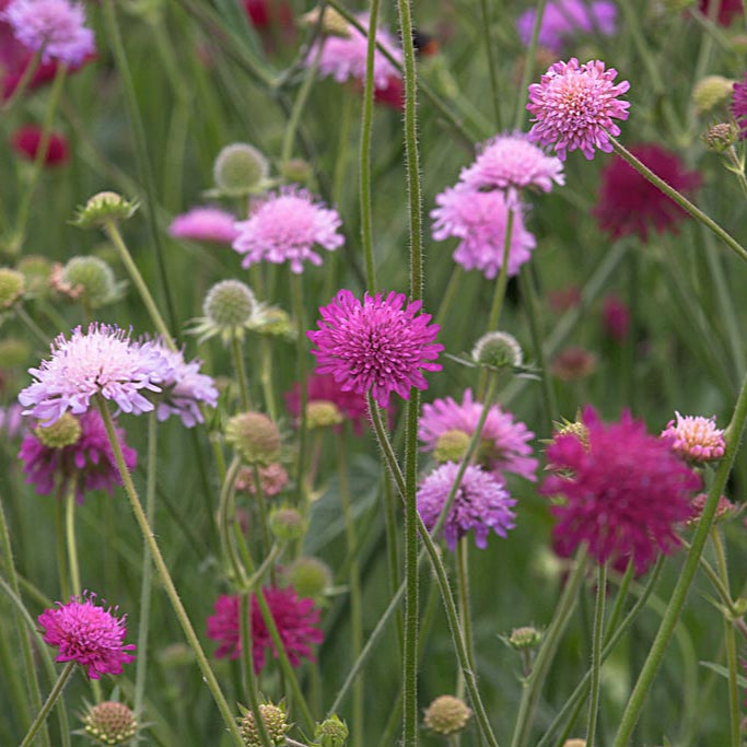 Knautia mac. Melton Pastels