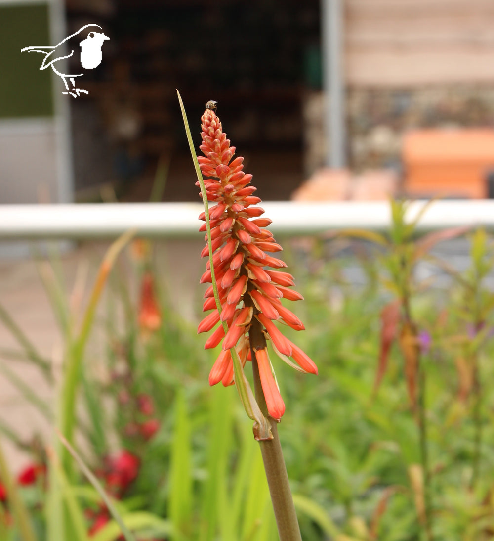 Kniphofia Flamenco - Herbaceous - Windyridge Garden Centre
