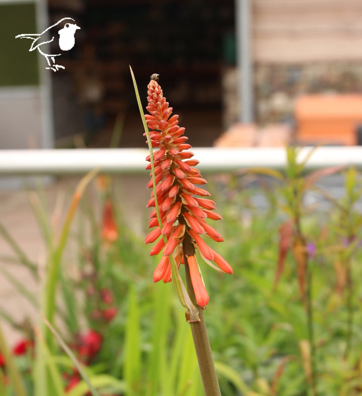 Kniphofia Flamenco