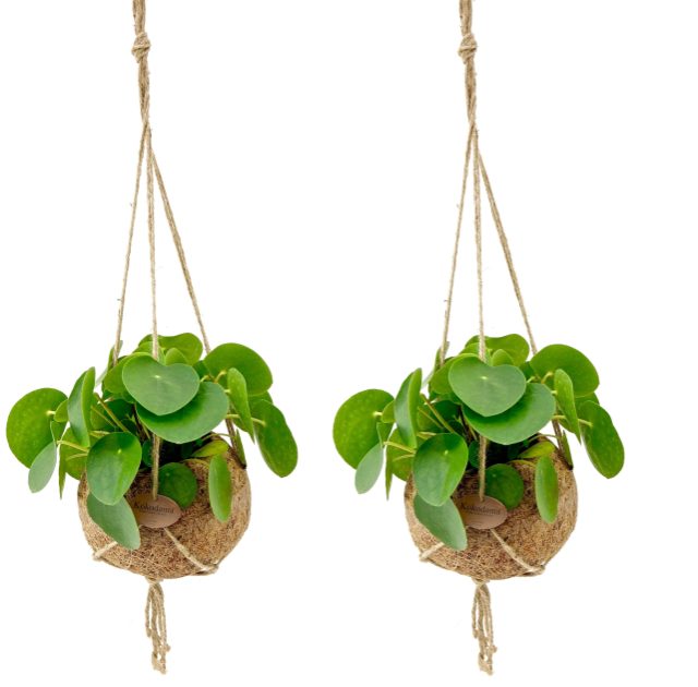 Kokodama Pilea  15 cm string pot